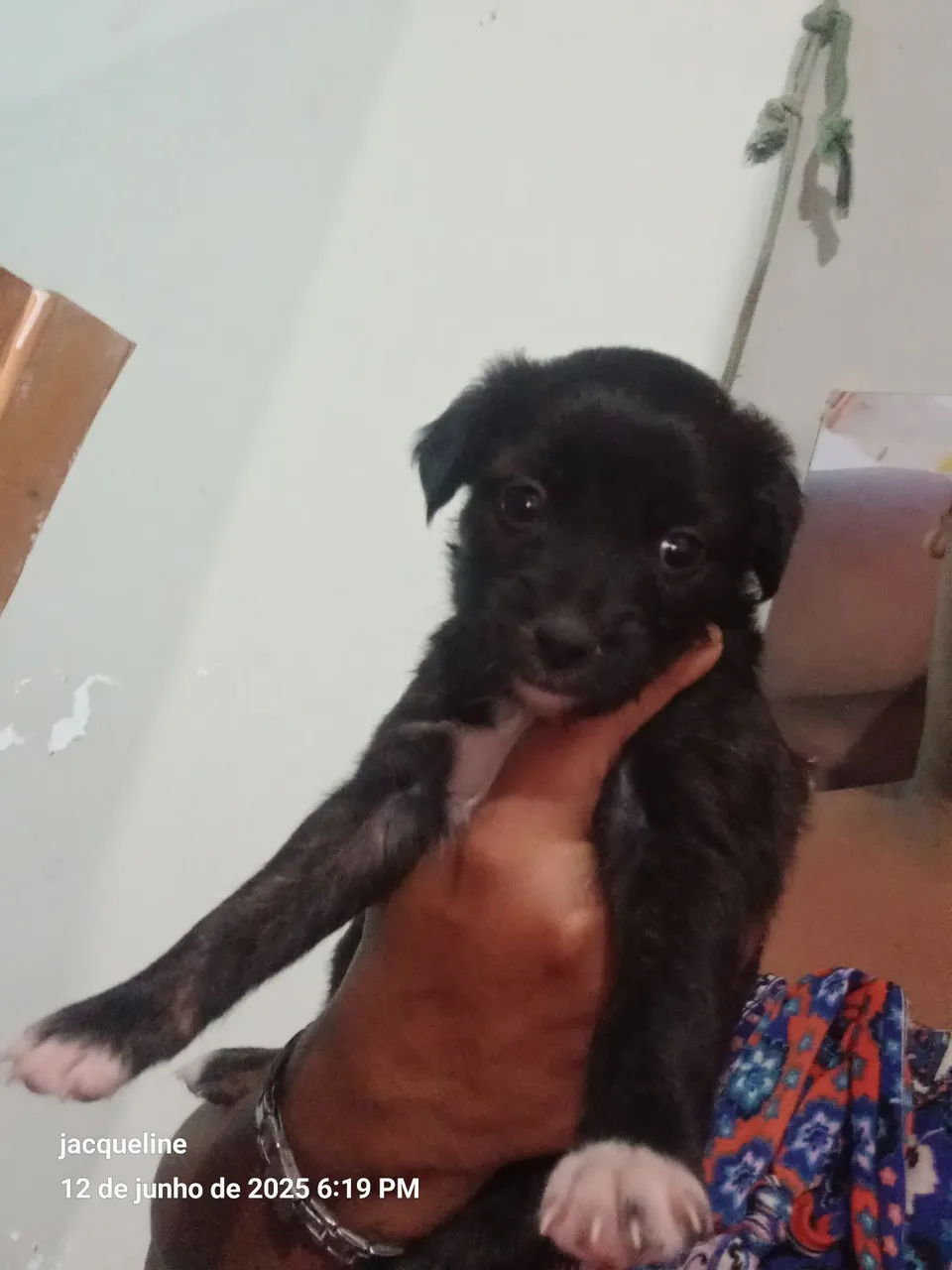 Filhote de cachorro adorável para adoção