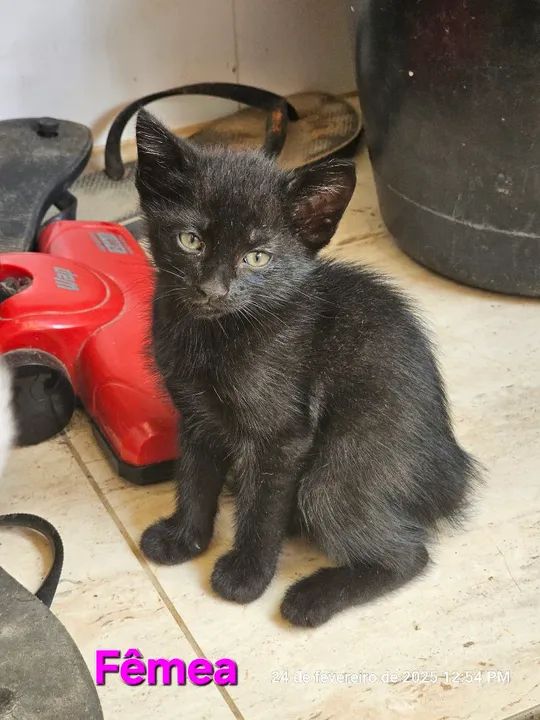 Gatinhos para adoção  - Foto 3