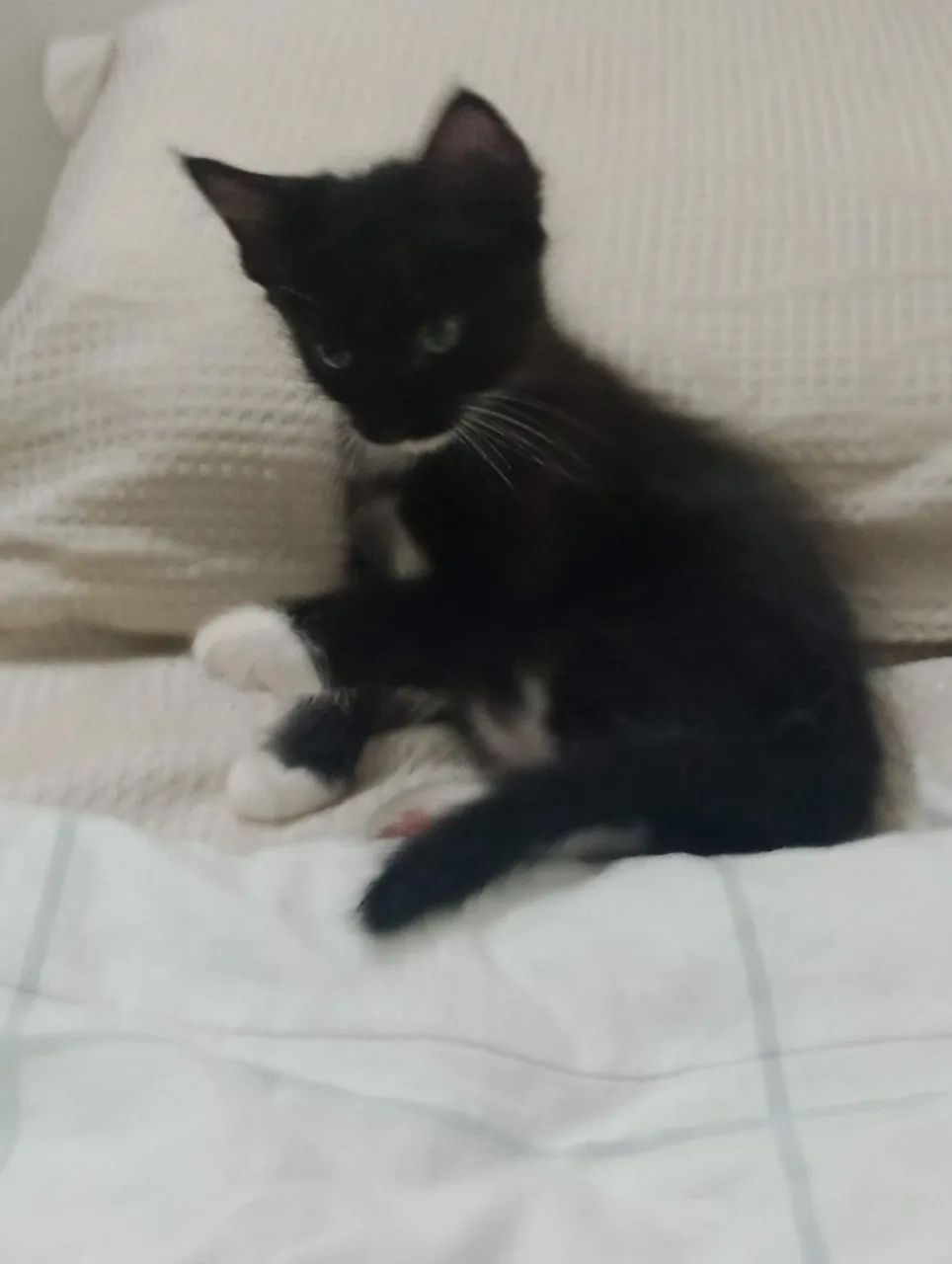 2 lindas gatinhas fêmeas para adoção  - Foto 5