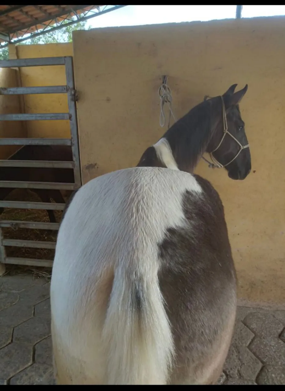 Cavalo Campolina luxo
