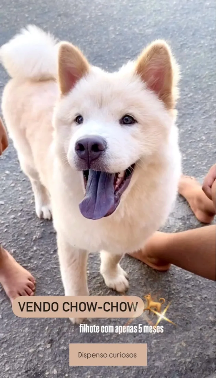 Filhote Chow-Chow para Venda