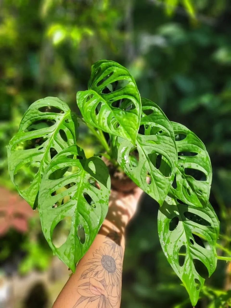 Muda de Monstera Deliciosa, Planta Pedente, costela de adão - Foto 2