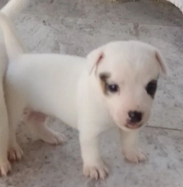 Filhotes machos de Jack Russell Terrier  - Foto 3
