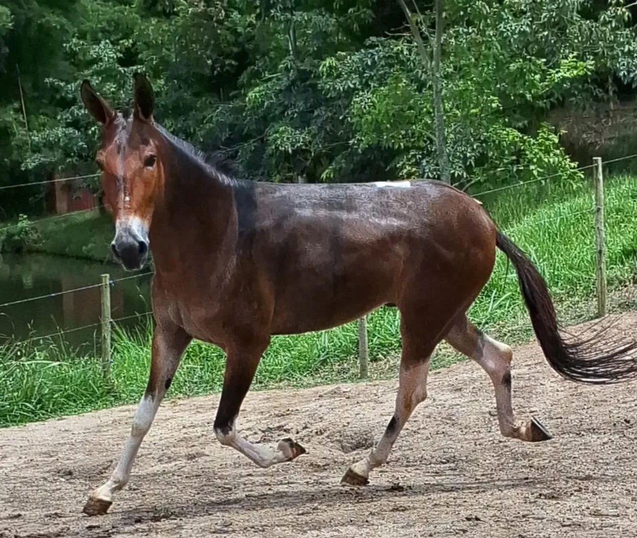 Burro marcha picada  - Foto 6