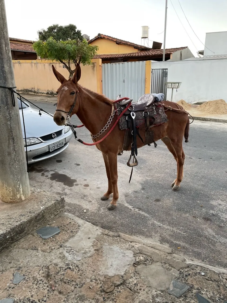 Mula mansa