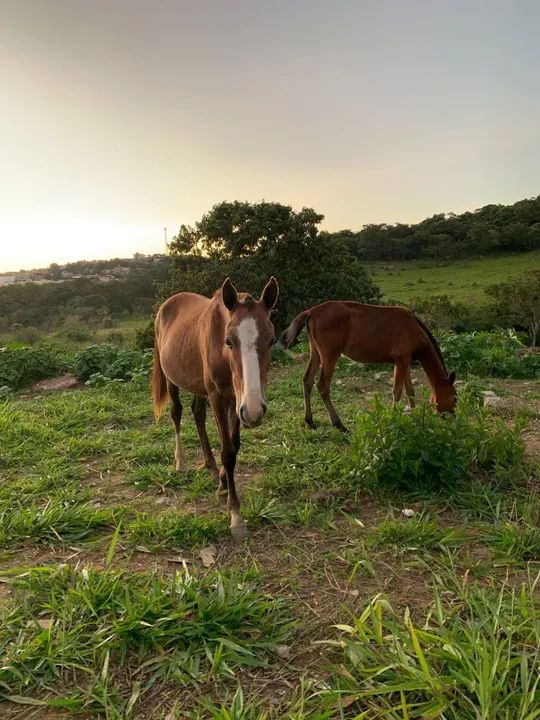 Duas eguas  - Foto 5