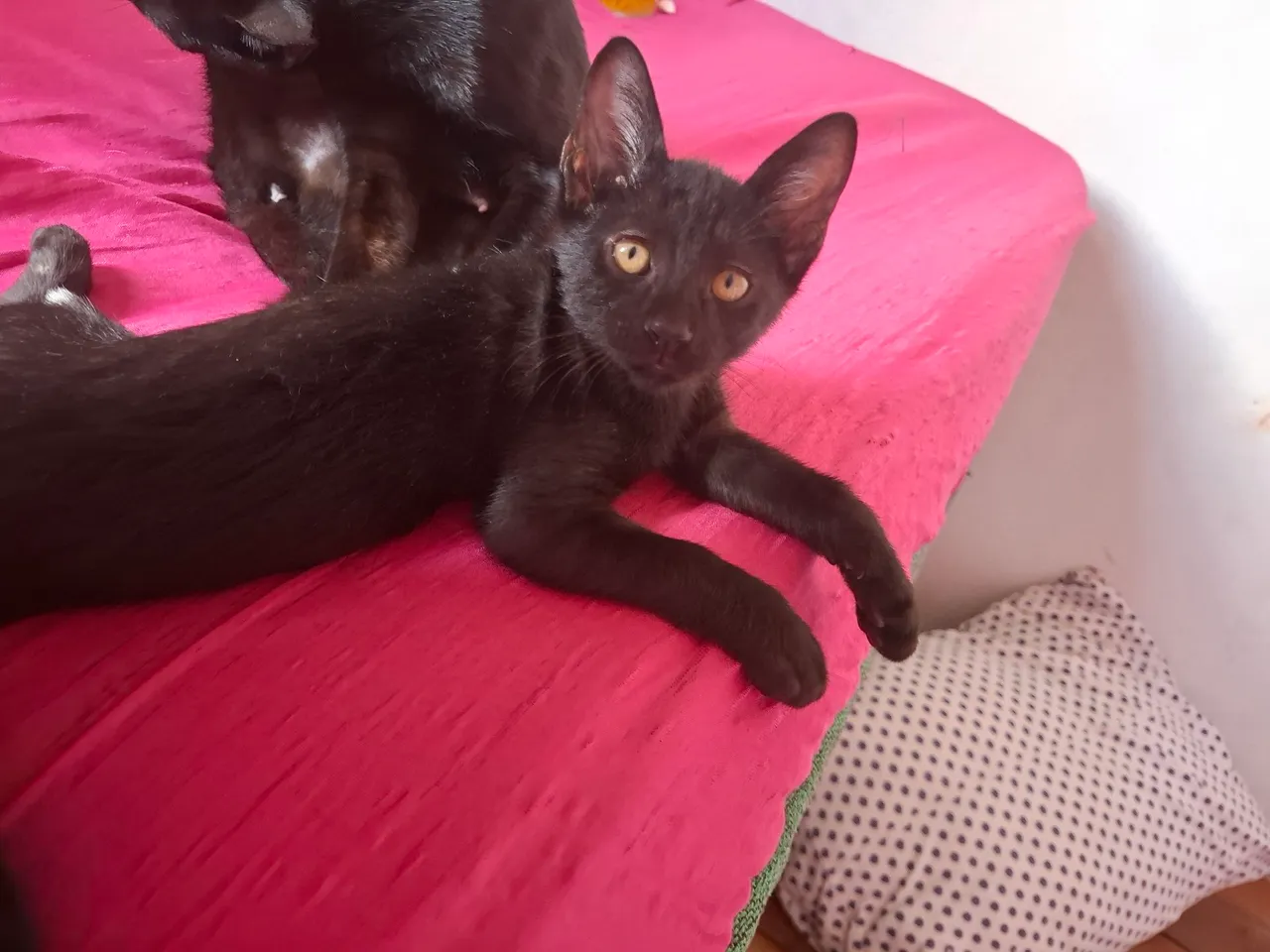 Gatinho Preto