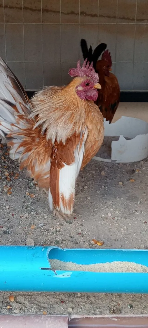 Ovos férteis de galinha cerama