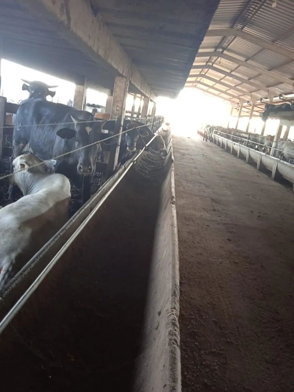 Arrenda confinamento para 800 cabeças
