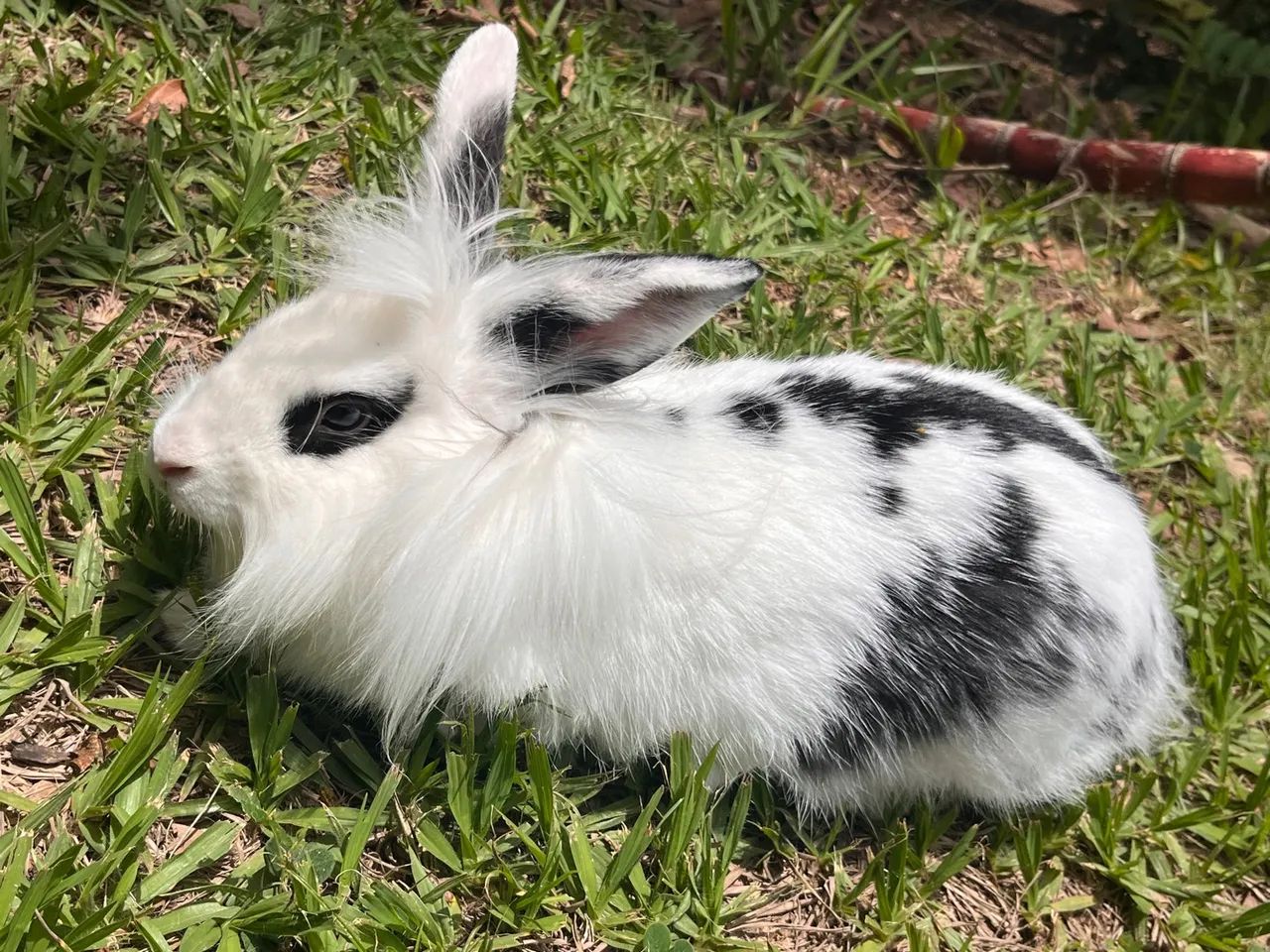 Coelho bebê  - Foto 2