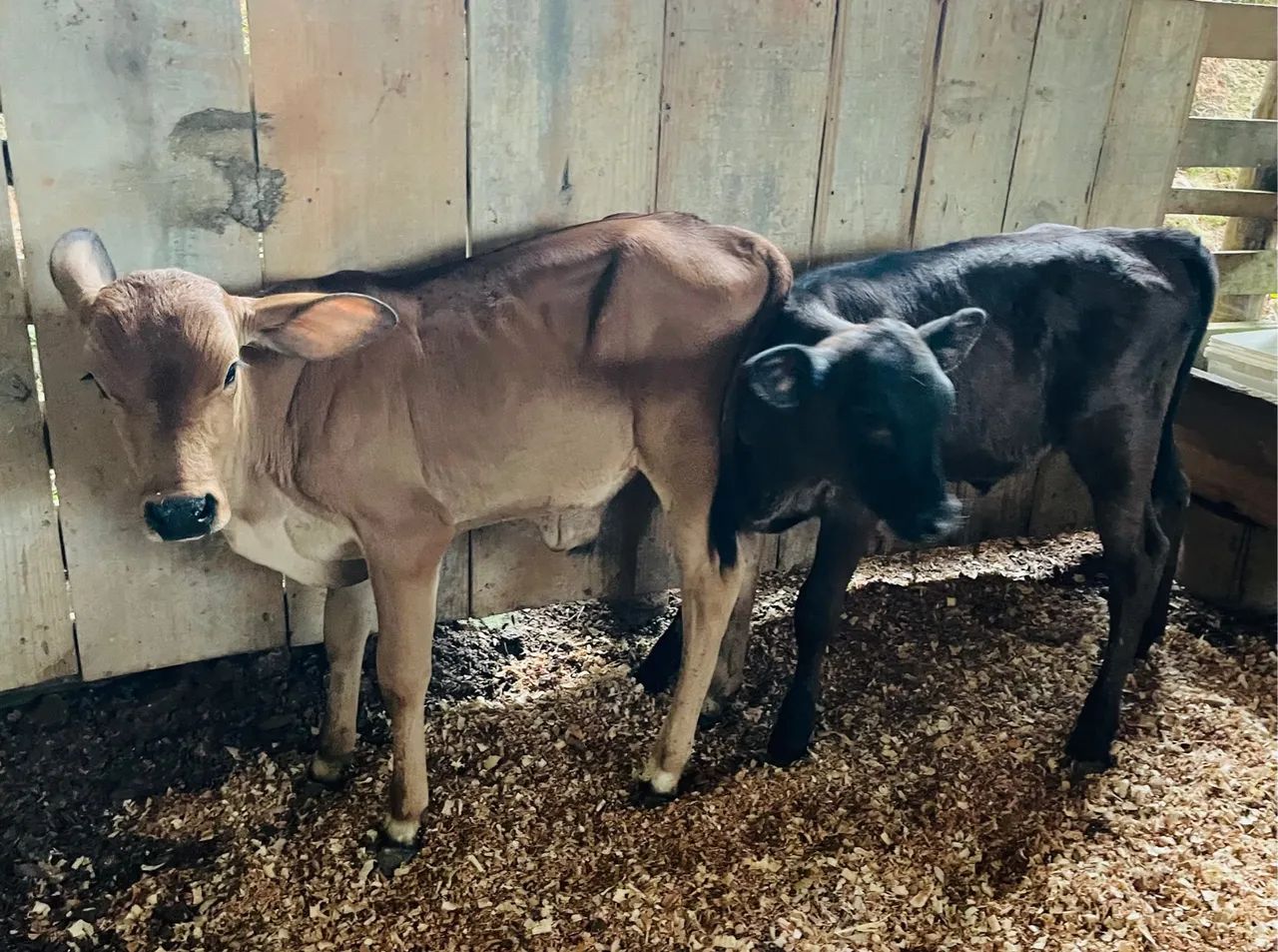 Bezerros terneiros 