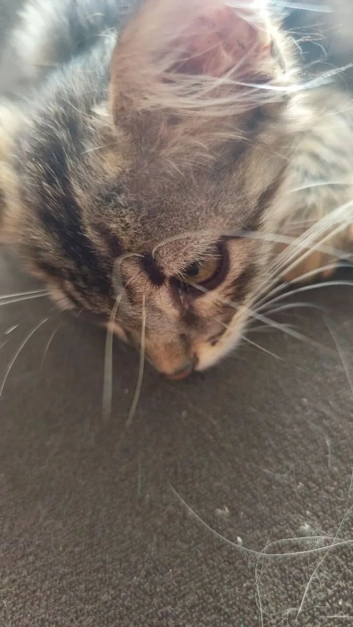 Doação gata filhote  - Foto 3