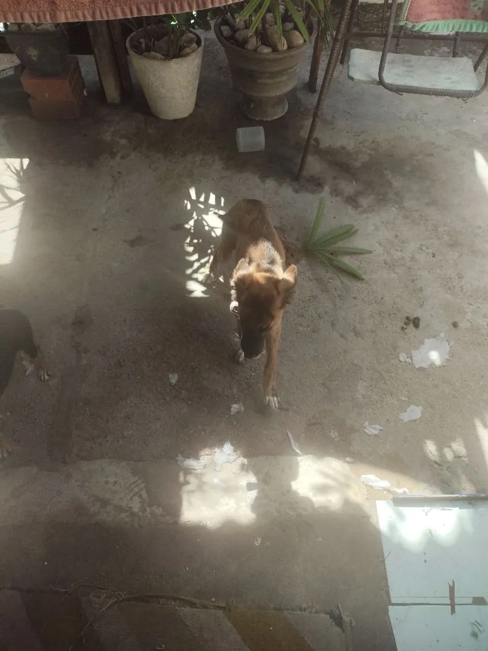 Cachorro para adoção