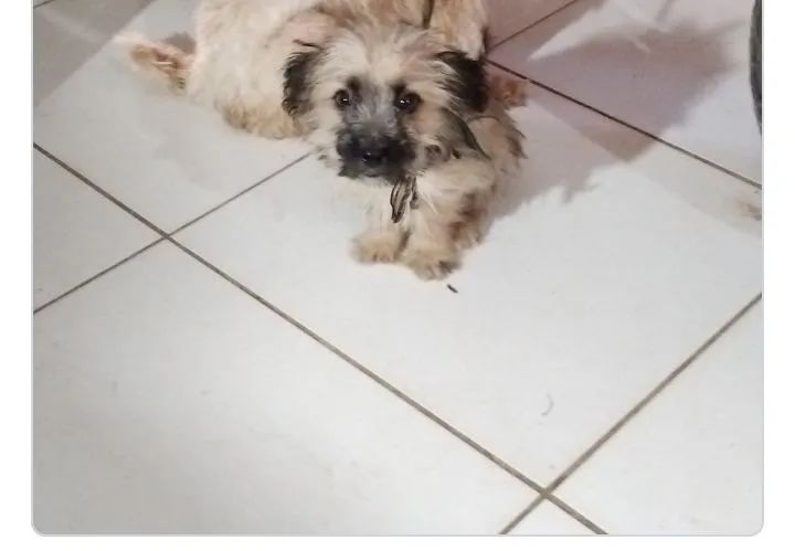Filhote de poodle com pastor alemão com pequinês 
