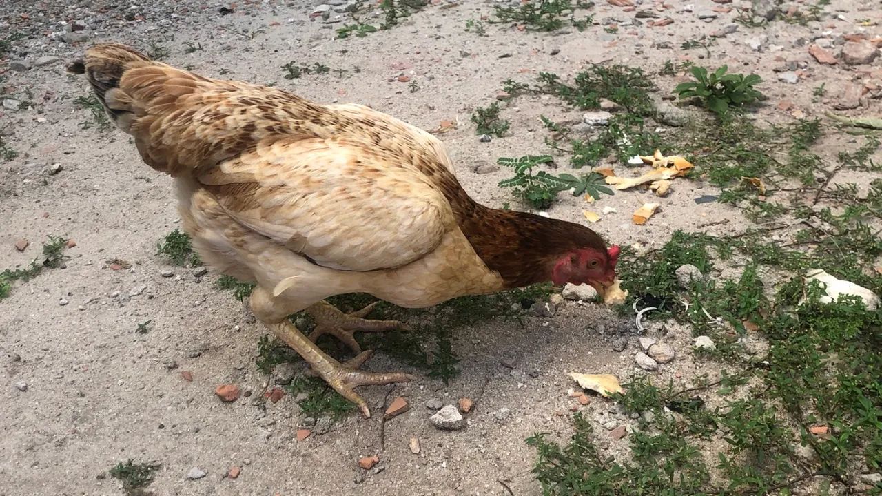 Galinha caipira  - Foto 4