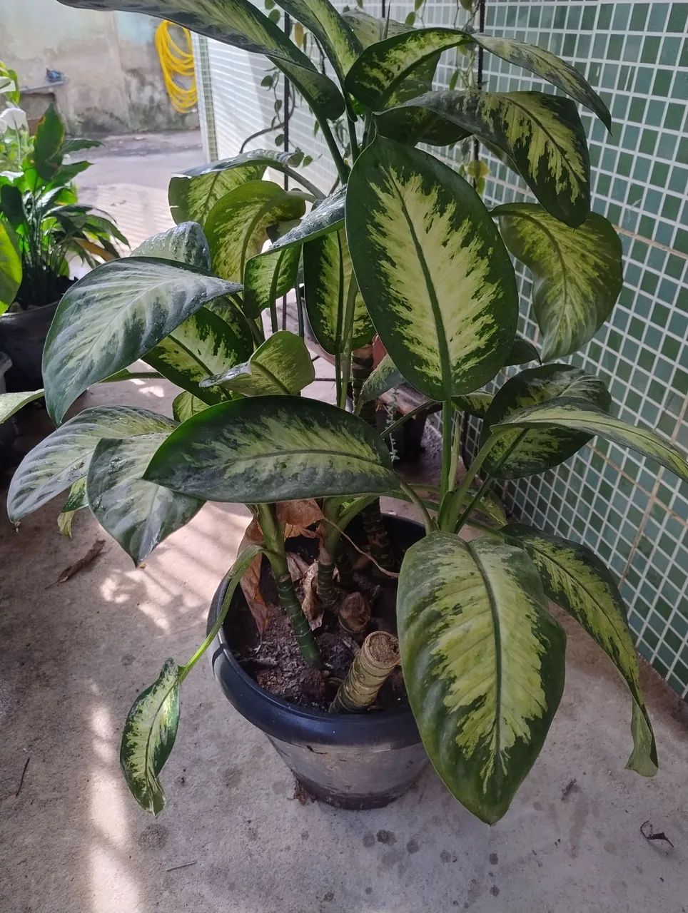 Comigo ninguém pode 93cm, vaso com 2 plantas, retirar no local - Foto 4