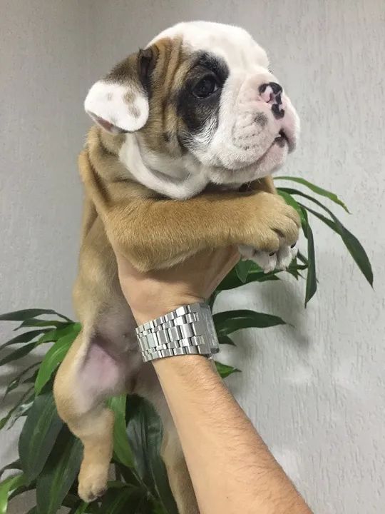 Bulldog ingles os mais fofos de são Paulo - Foto 2