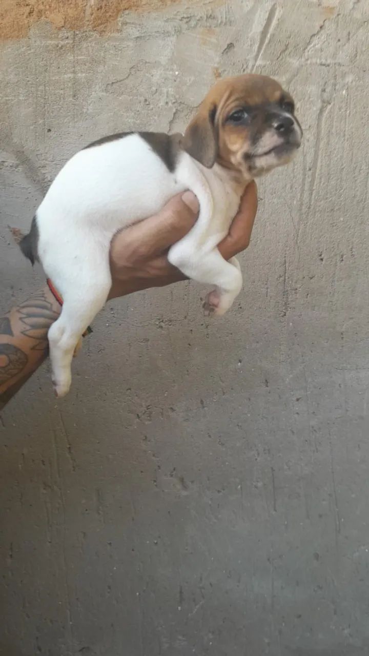 Filhotes de cachorro