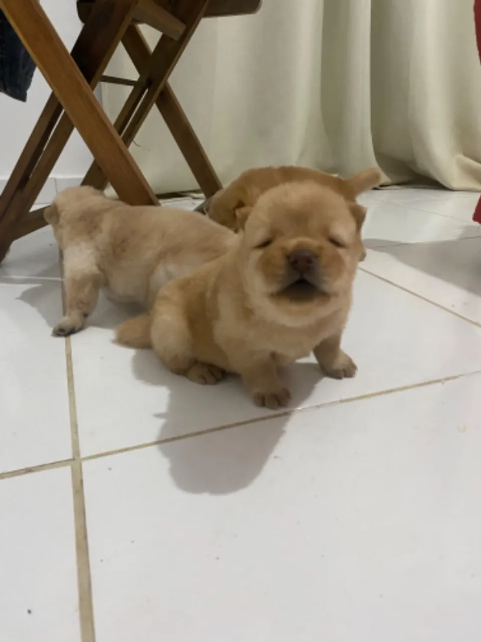 Vendo filhote de chowchow