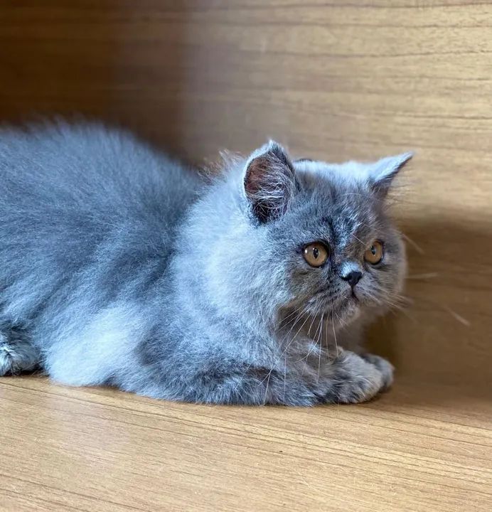 Gatinho persa filhote macho exótico  - Foto 3