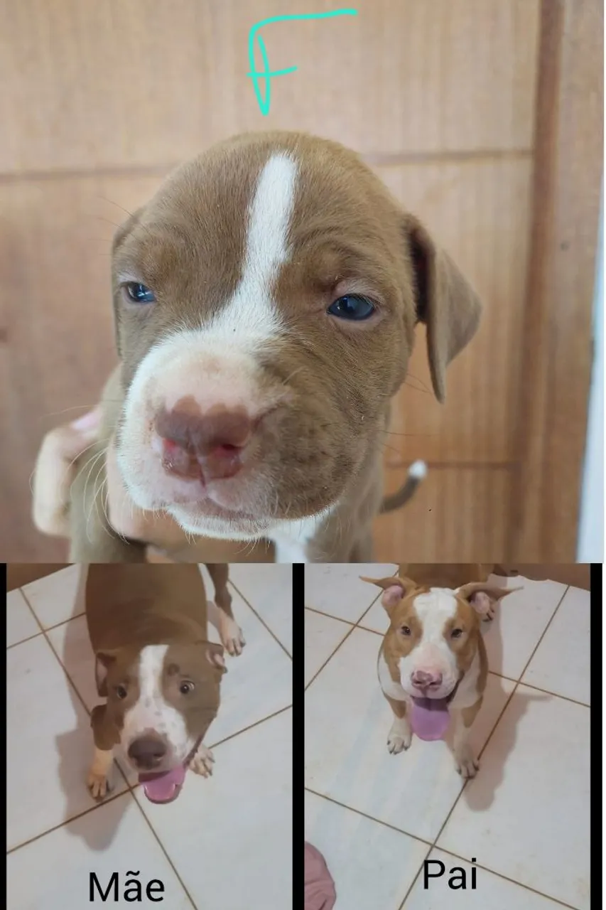 Filhote de Pitbull para venda
