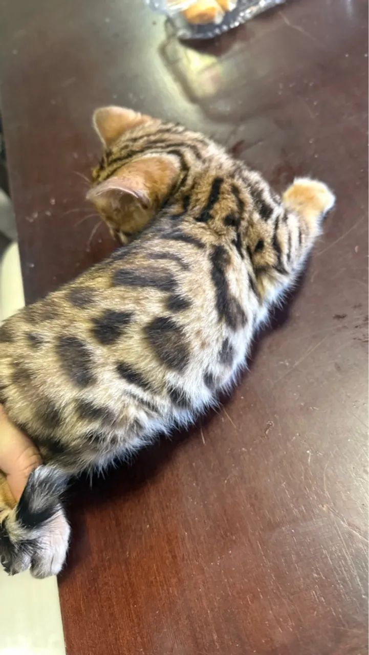 Filhote de Bengal: macho já será entregue castrado - Foto 3