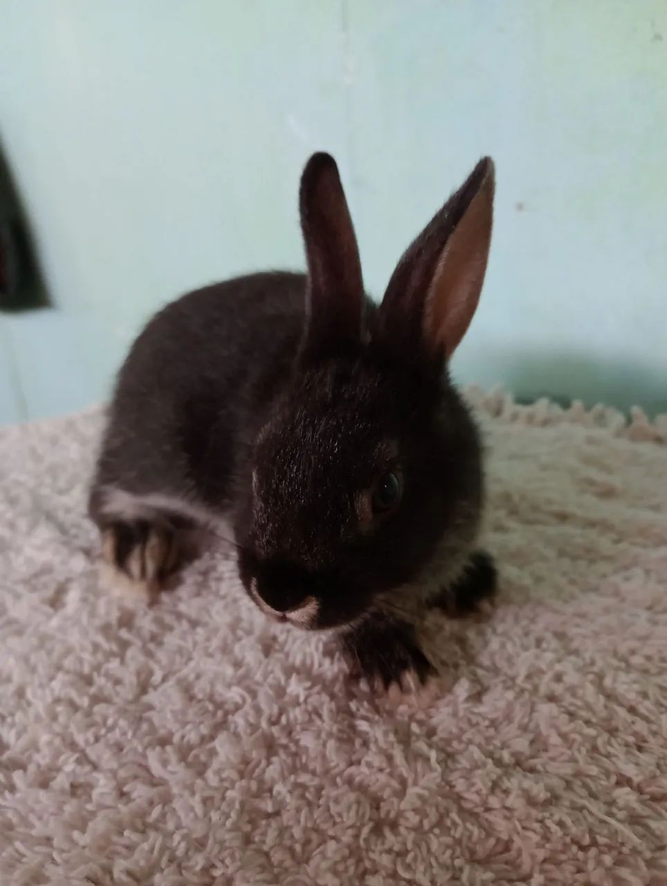 Filhotes de coelhos com 60 dias .lindos filhotes. - Foto 4