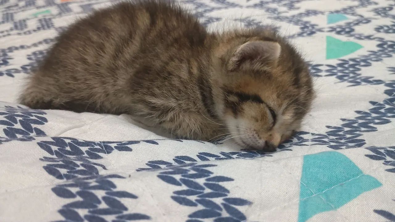 Gatinhos fofinhos para adoção