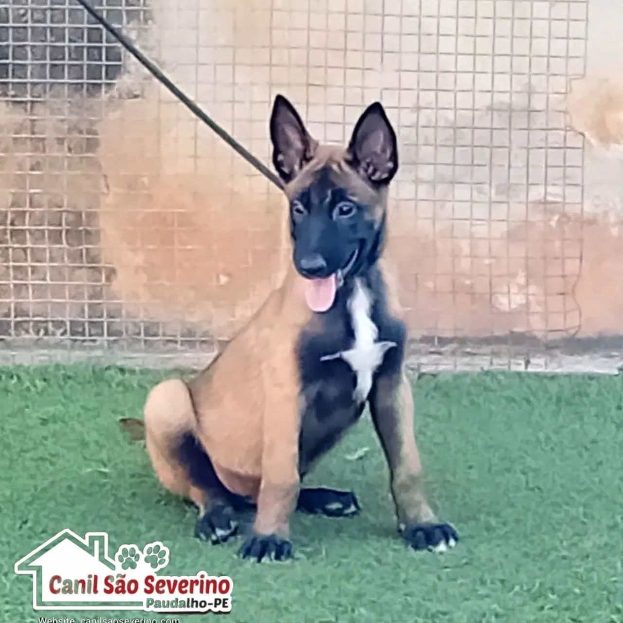 Filhote de Pastor Belga Malinois - Foto 3