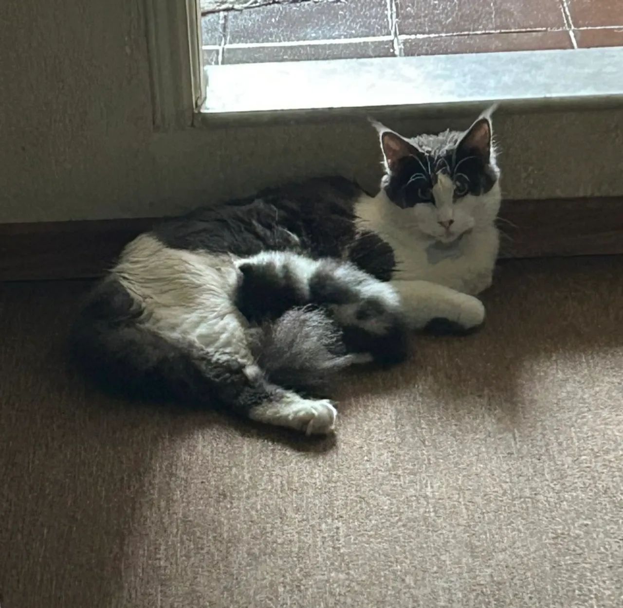 Filhotes de Maine Coon Azuis Fêmeas - Foto 4