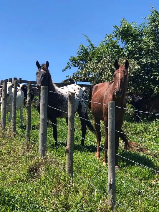Potra appaloosa - Foto 2