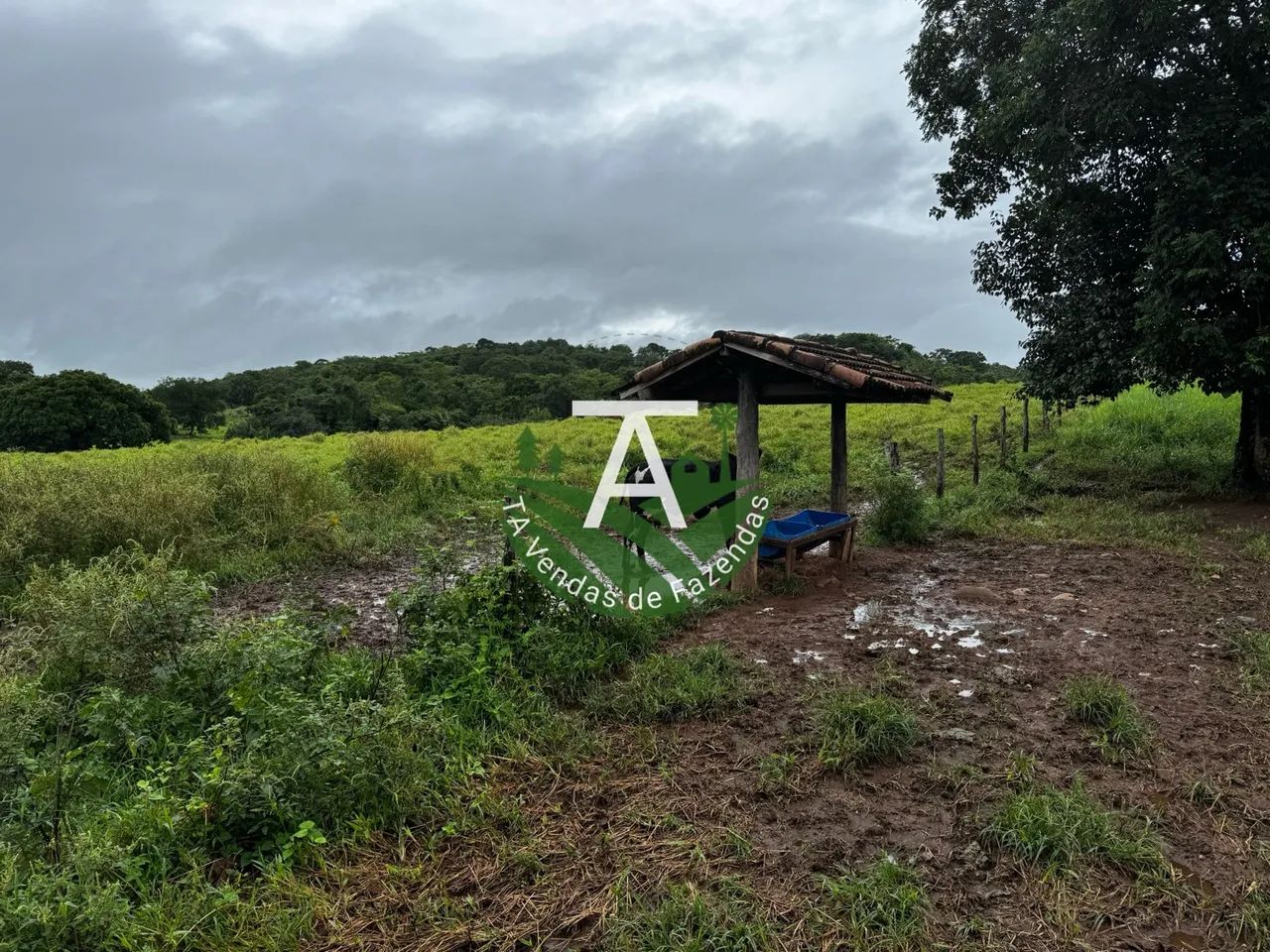 Fazenda de 55 alq em Goias-GO - Foto 5
