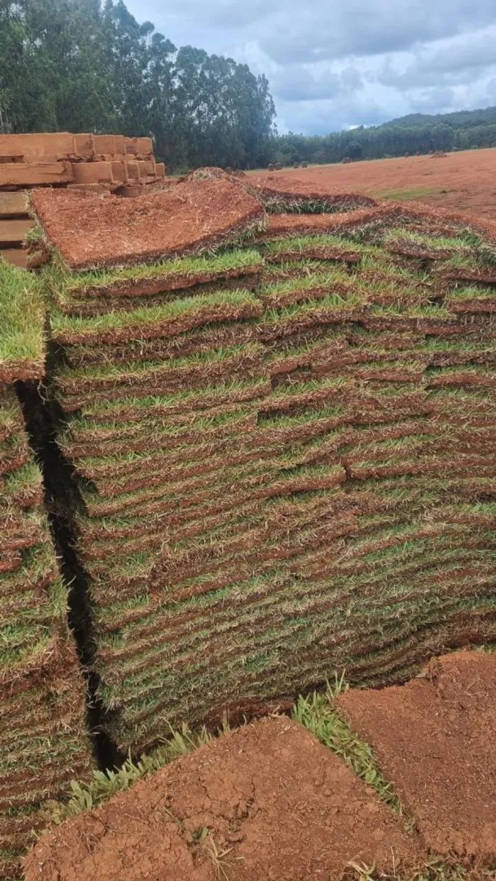 Grama esmeralda itogras 12 reais promocao  - Foto 2