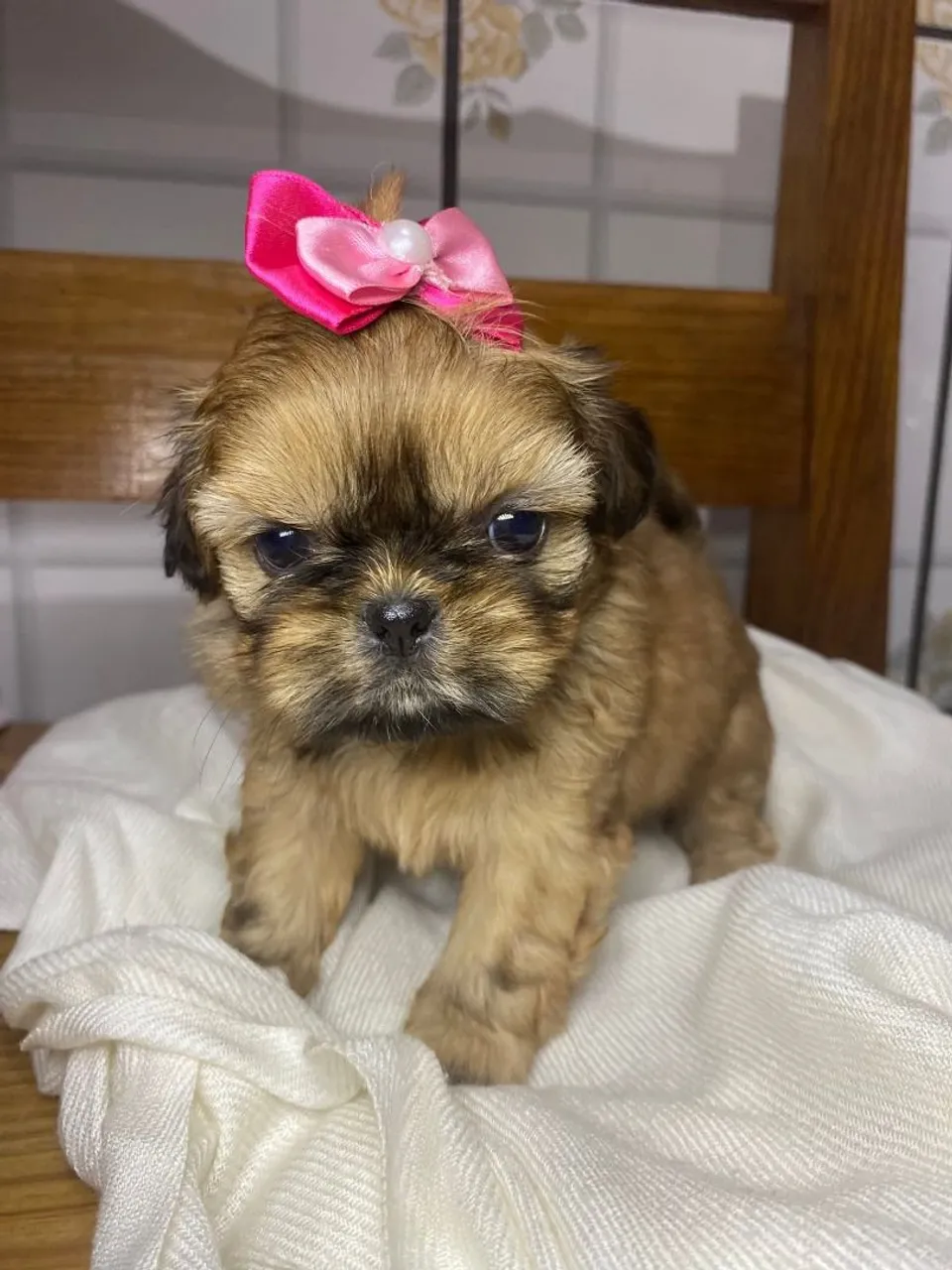 Filhote Shih Tzu