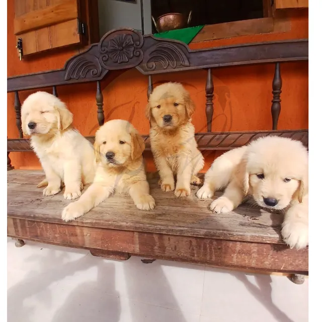 Golden Retriever| Focinho Curto | Filhote com Exame do Veterinário| Pedigree | Recibo