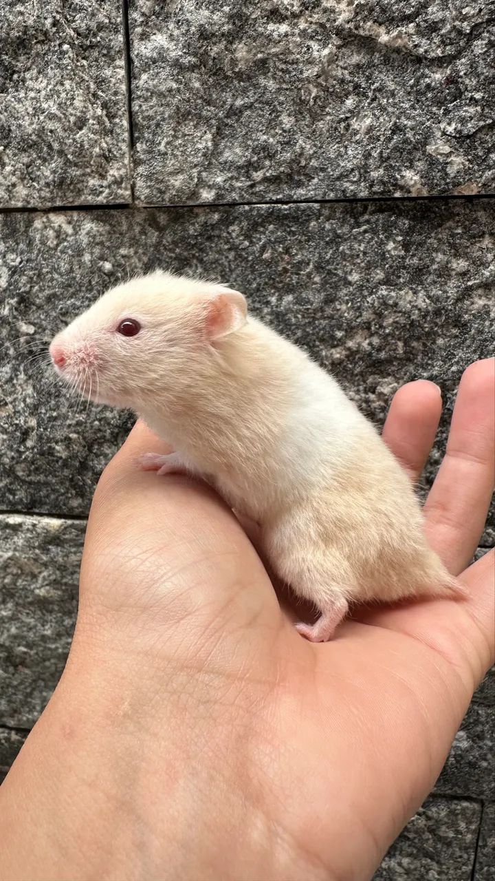 Filhotes de hamster sírio  - Foto 2