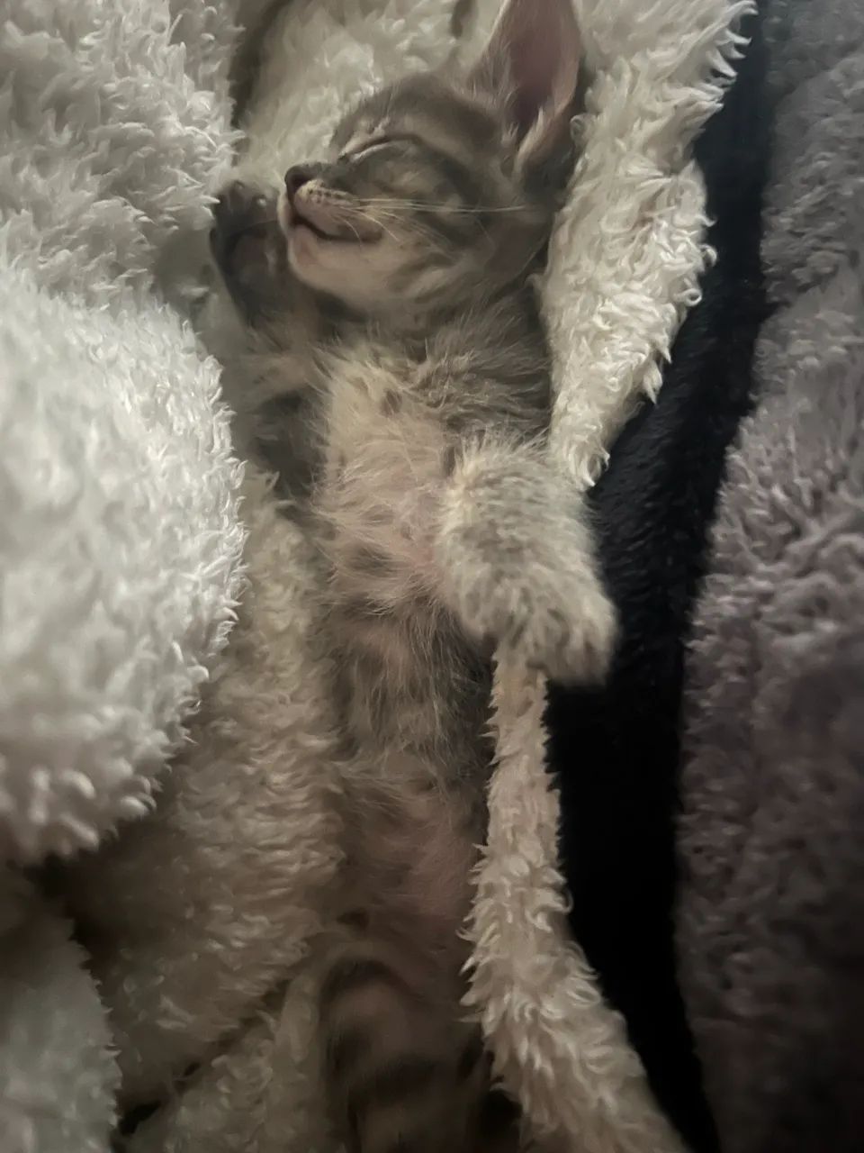 Doa se  uma gatinha  - Foto 2