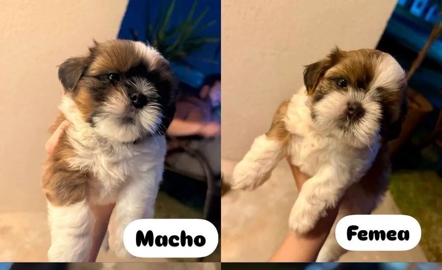 Vendo filhotes shih tzu - Foto 2