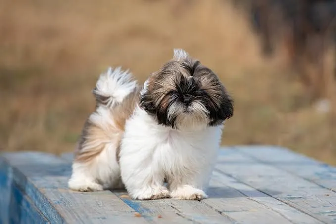 Shih Tzu filhote lindo e carinhoso