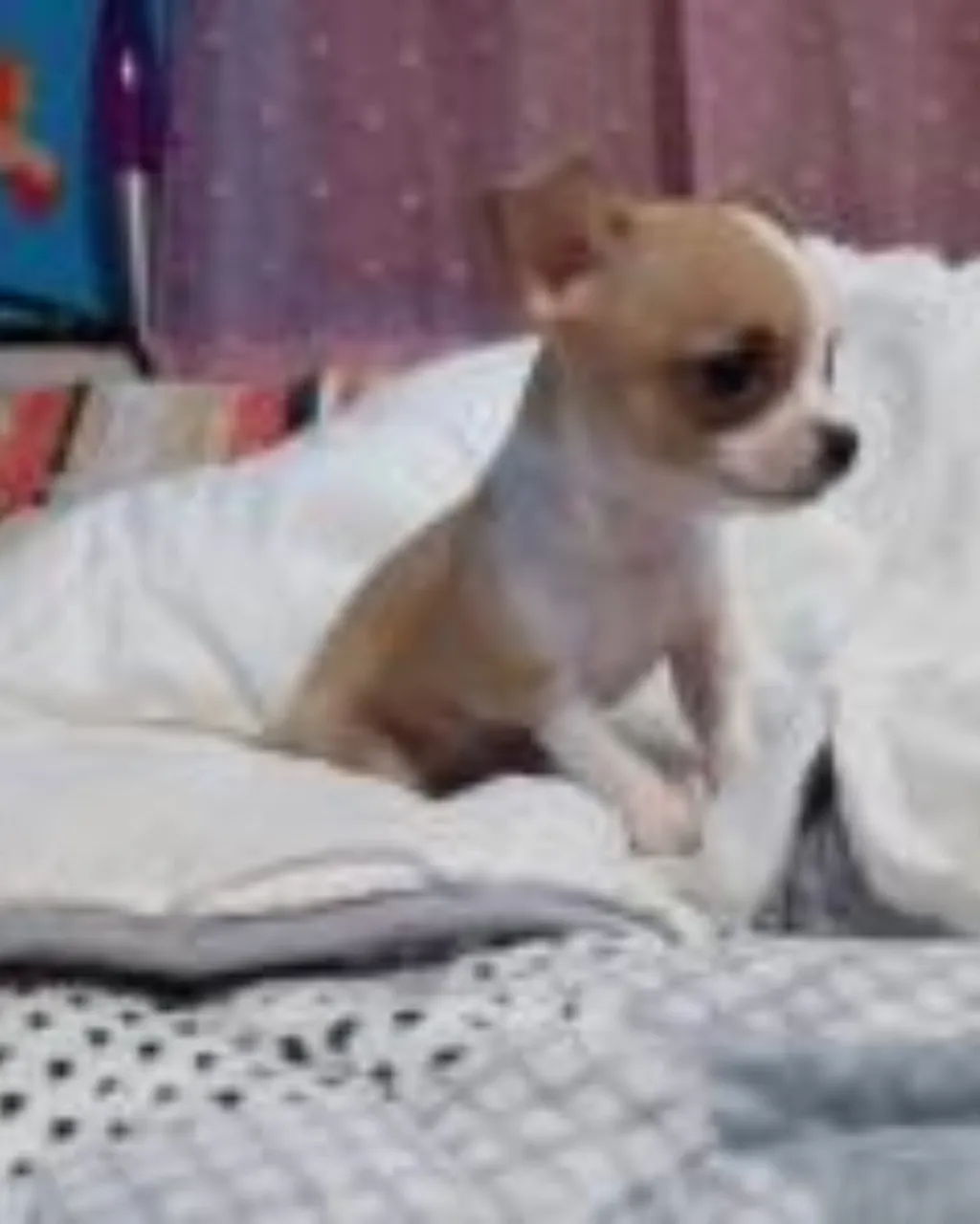 Chihuahua de Bolso - Um Amor!