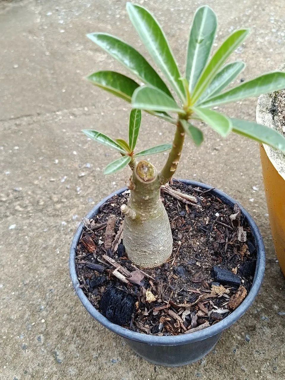 4 rosas do deserto por 80 . - Foto 5