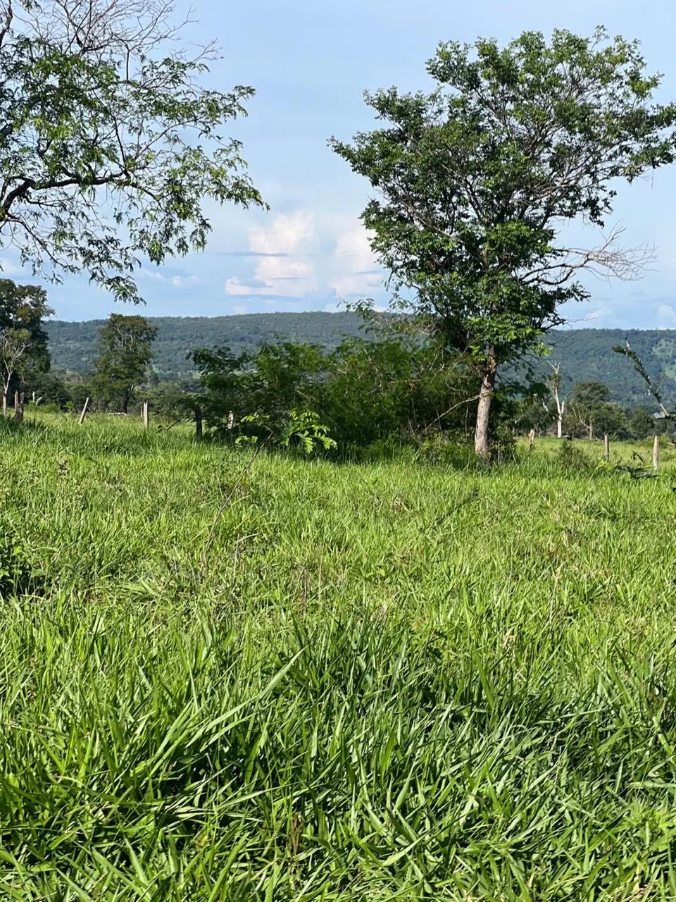  26 alqueires  em jaraguá-go  - Foto 4