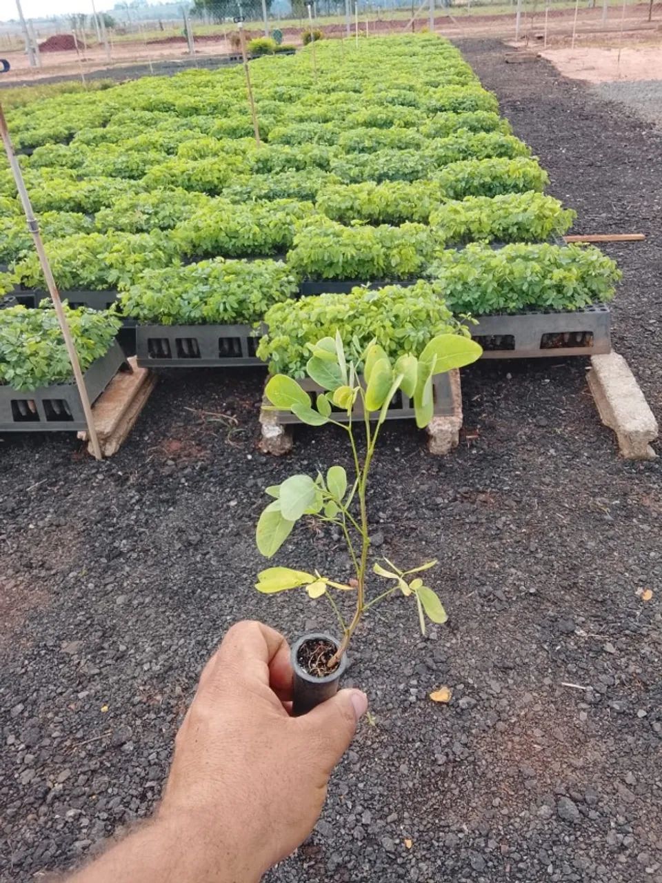 MUDAS DE SANSÃO DO CAMPO - Foto 3