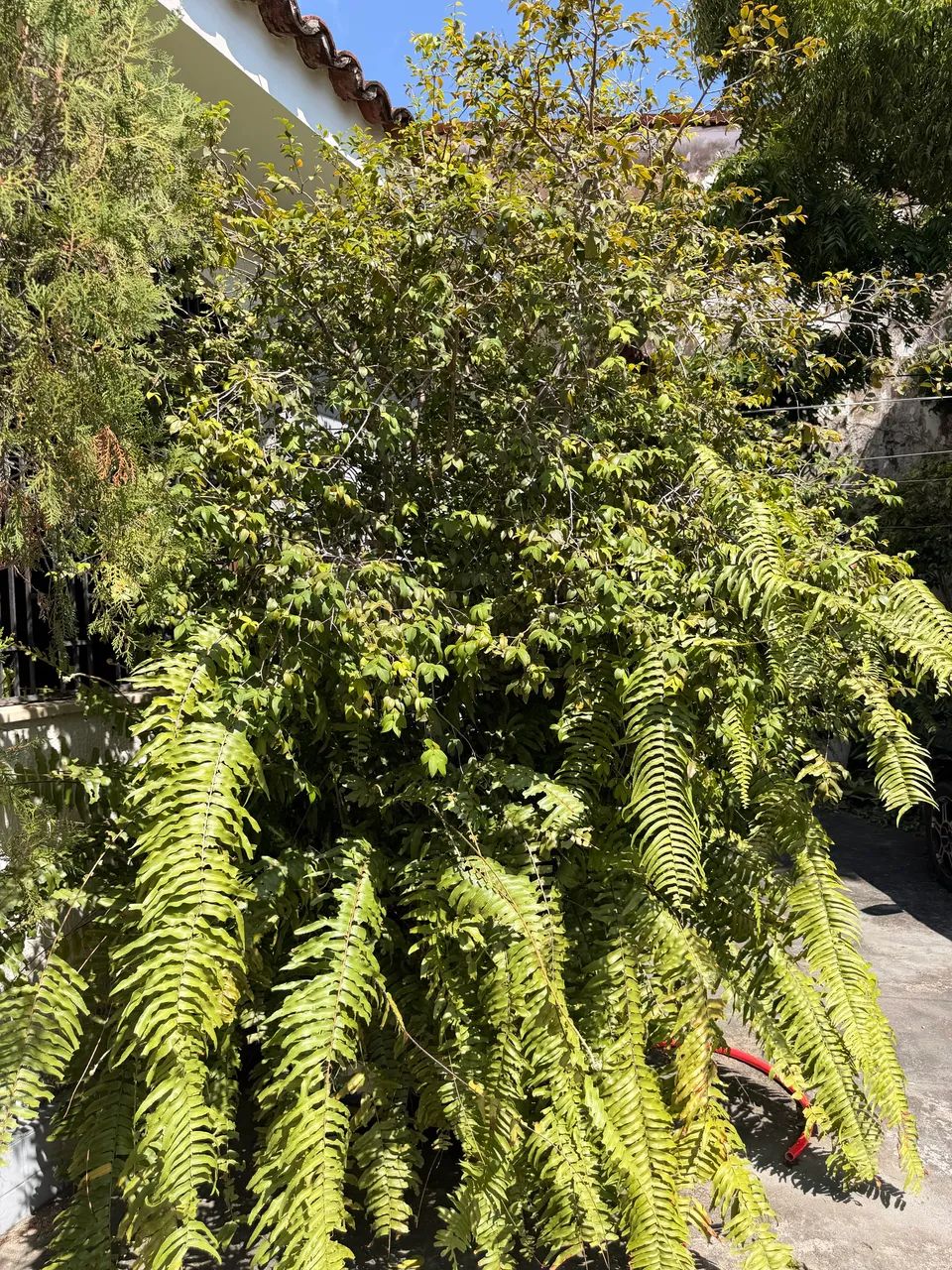 Jabuticaba Sabará  - Foto 3