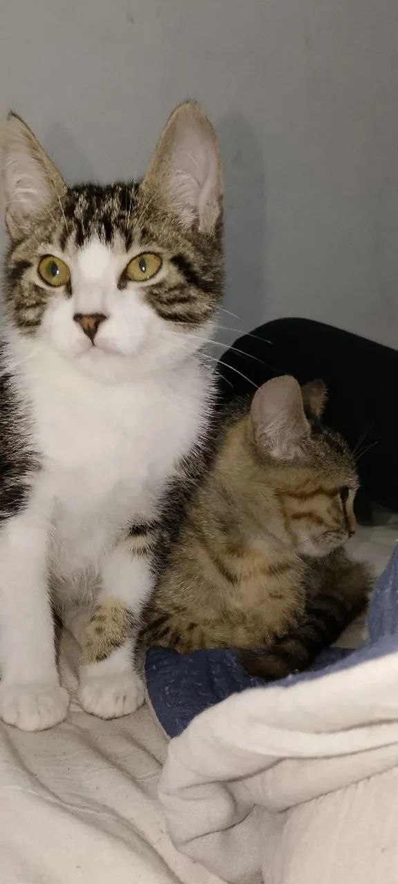  Doação Gato - Foto 5