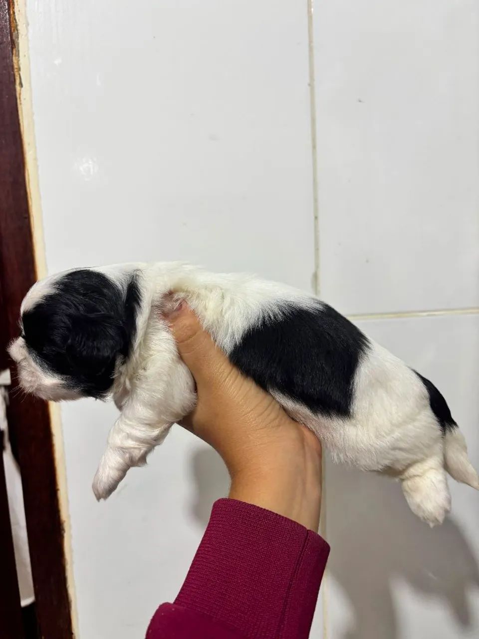 cachorro shih tzu - Foto 5