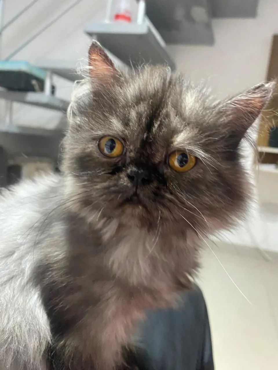 Gato Persa