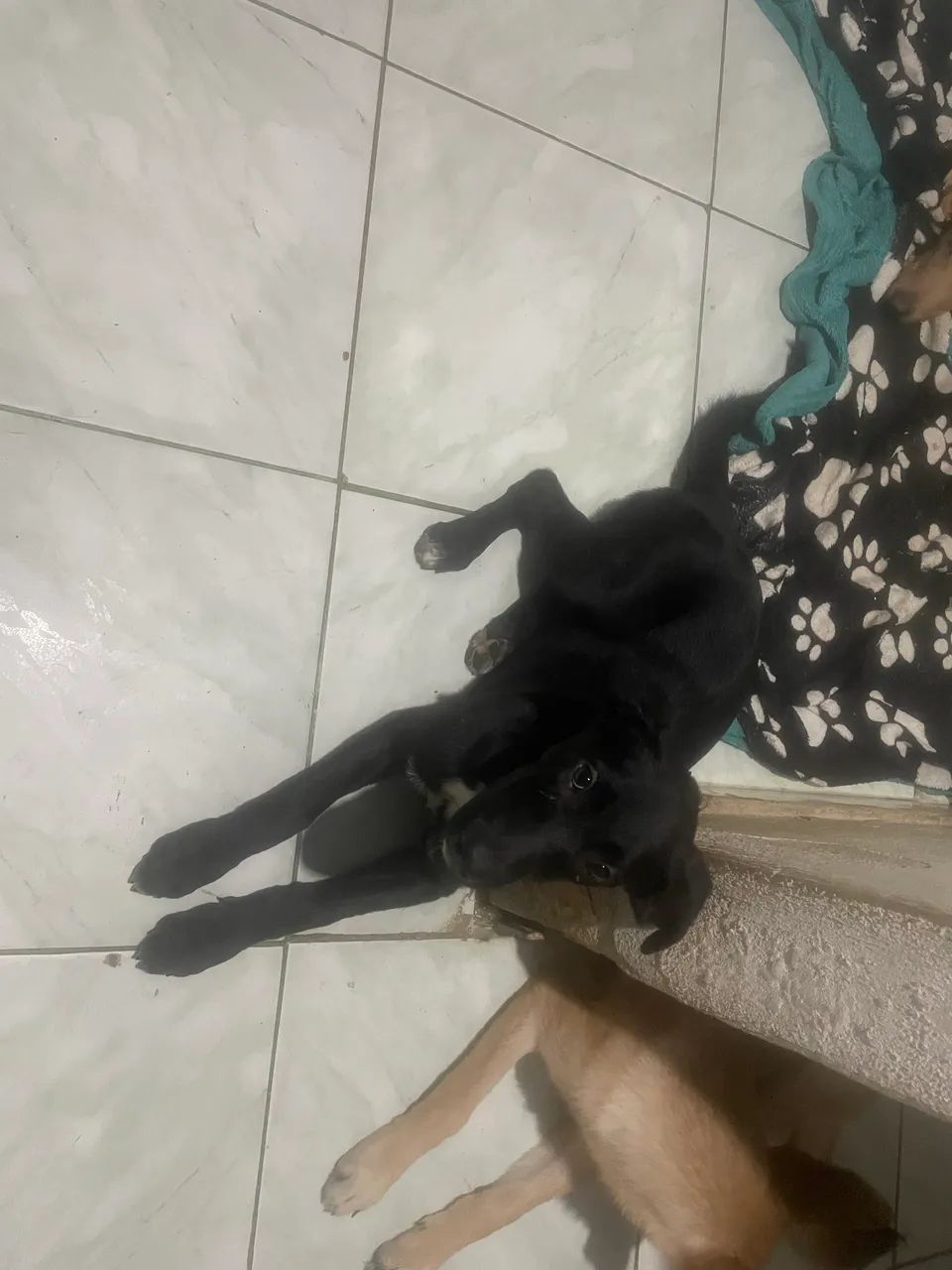 Estou doando 4 cachorros doação urgente 