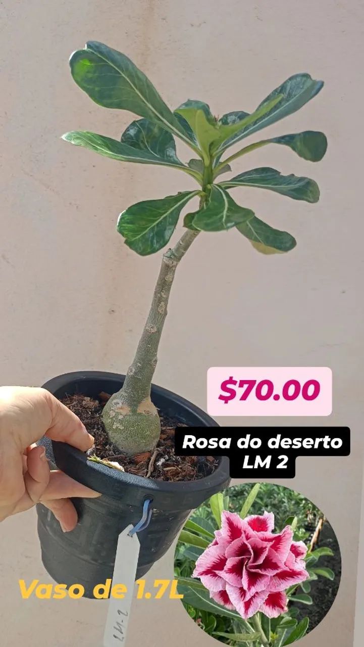 Rosas do deserto enxertadas simples e raras dobradas e triplas - Foto 2