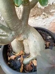 Rosa do Deserto  - Foto 4